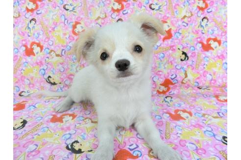 成約済の千葉県のチワワ(ロングコート)-123524