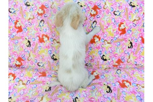 成約済の千葉県のチワワ(ロングコート)-123524の5枚目