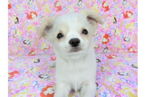 成約済の千葉県のチワワ(ロングコート)-123524の4枚目