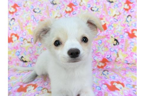 成約済の千葉県のチワワ(ロングコート)-123524の3枚目