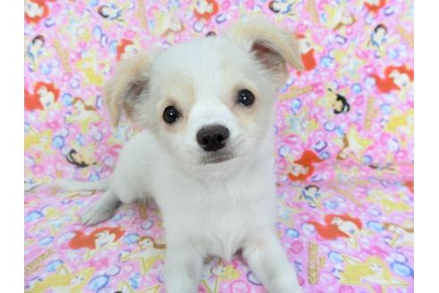 成約済の千葉県のチワワ(ロングコート)-123524の2枚目