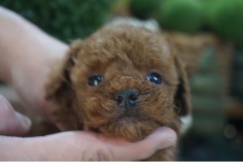 成約済の京都府のタイニープードル-123525の1枚目
