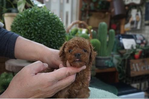 成約済の京都府のタイニープードル-123525の3枚目