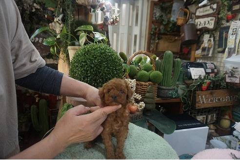 成約済の京都府のタイニープードル-123525の2枚目