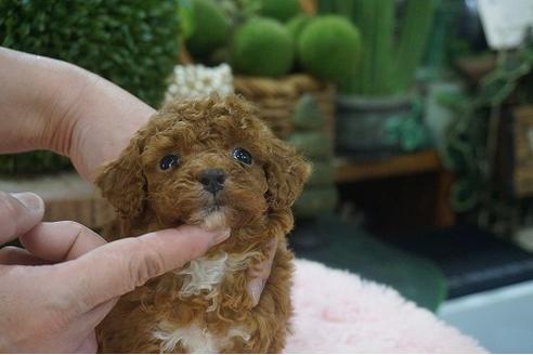 成約済の京都府のタイニープードル-123540の3枚目