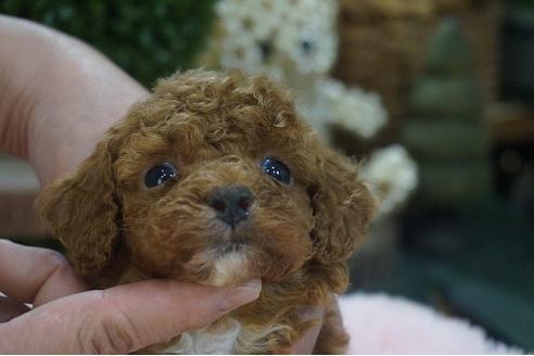 成約済の京都府のタイニープードル-123540の1枚目