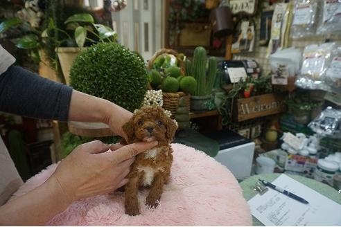 成約済の京都府のタイニープードル-123540の2枚目