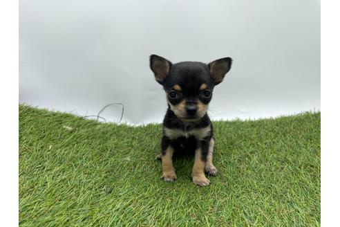 東京都のミックス犬 女の子 21 01 01生まれ 生後50日で360ｇの極小チワピンちゃん 子犬id ブリーダーナビ