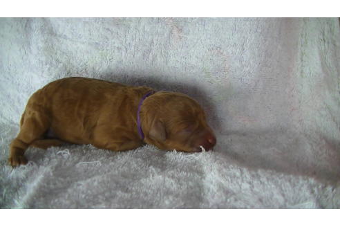 成約済の福岡県のタイニープードル-123543の10枚目