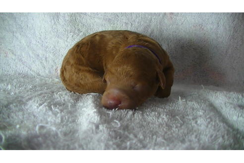 成約済の福岡県のタイニープードル-123543の9枚目