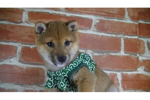 成約済の福岡県の豆柴-117357の2枚目