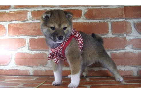 成約済の福岡県の豆柴-122022の2枚目