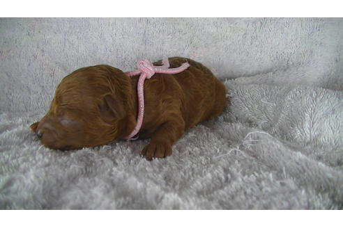 成約済の福岡県のティーカッププードル-123553の18枚目