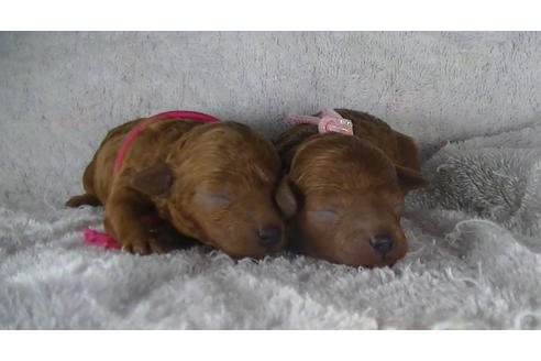 成約済の福岡県のティーカッププードル-123553の17枚目