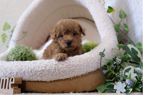 成約済の滋賀県のトイプードル-123635の1枚目