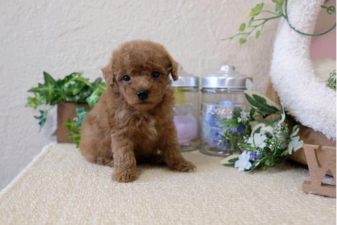 成約済の滋賀県のトイプードル-123635の3枚目