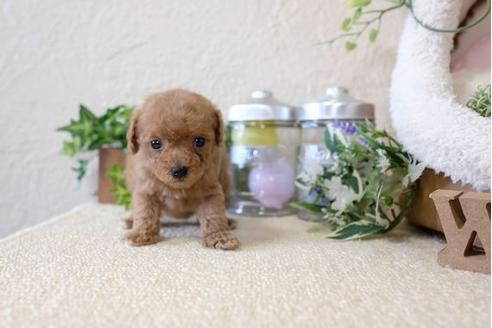 成約済の滋賀県のトイプードル-123639の1枚目