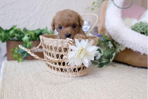 成約済の滋賀県のトイプードル-123639の3枚目