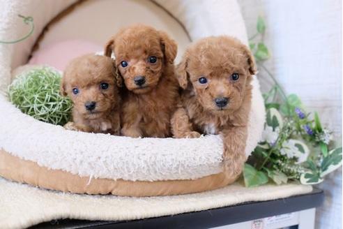 成約済の滋賀県のトイプードル-123639の2枚目