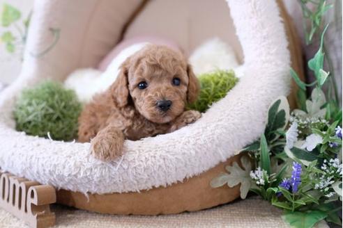 成約済の滋賀県のトイプードル-123641の1枚目