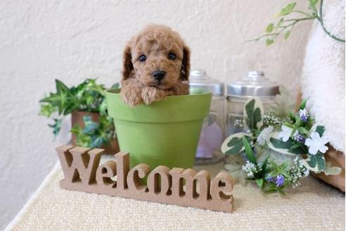 成約済の滋賀県のトイプードル-123641の3枚目