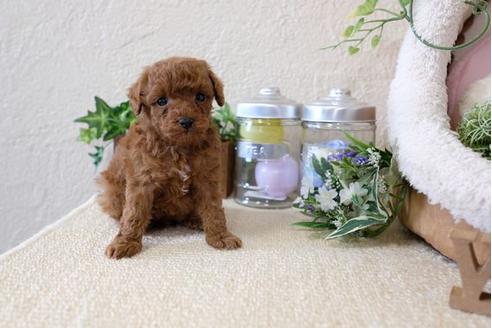 成約済の滋賀県のトイプードル-123642の1枚目