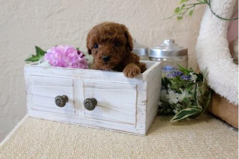 成約済の滋賀県のトイプードル-123642の3枚目