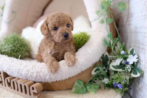 成約済の滋賀県のトイプードル-123643の1枚目