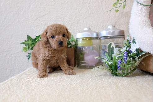 成約済の滋賀県のトイプードル-123643の3枚目