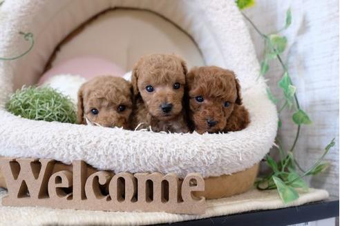 成約済の滋賀県のトイプードル-123643の2枚目