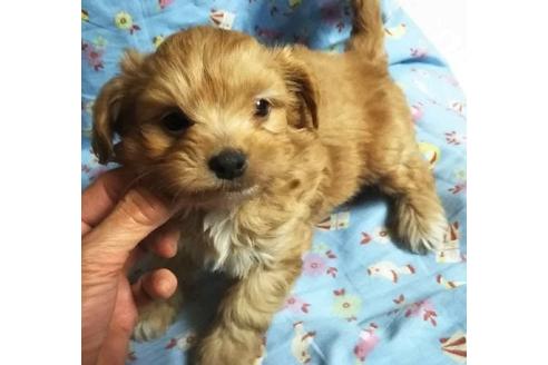 成約済の岐阜県のミックス犬-123675