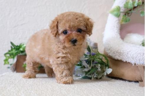 成約済の滋賀県のトイプードル-122215の1枚目