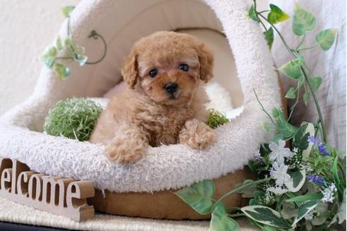 成約済の滋賀県のトイプードル-122215の5枚目