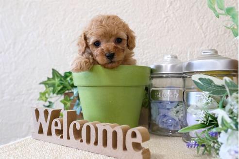 成約済の滋賀県のトイプードル-122215の3枚目