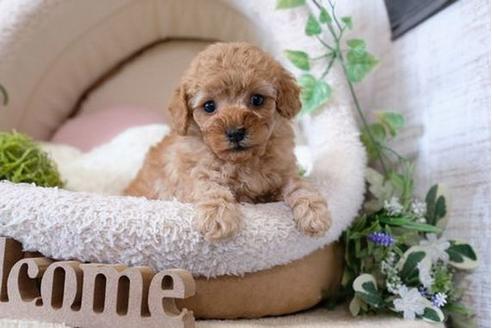 成約済の滋賀県のトイプードル-122215の2枚目