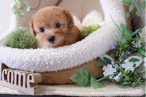 成約済の滋賀県のトイプードル-122217の1枚目