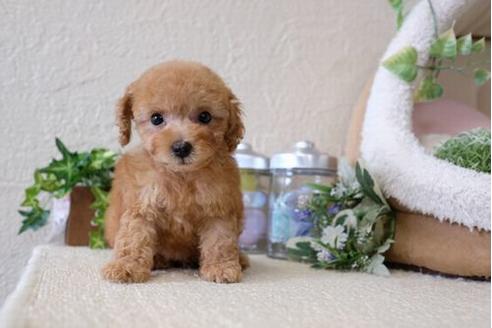 成約済の滋賀県のトイプードル-122217の5枚目