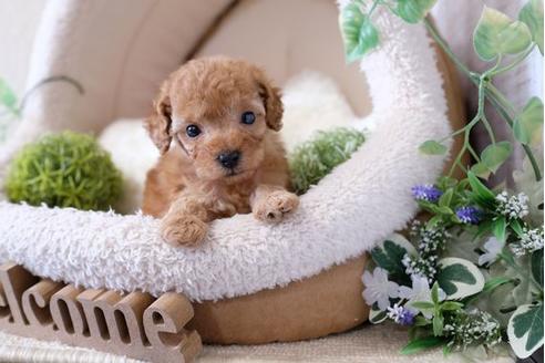 成約済の滋賀県のトイプードル-122217の3枚目