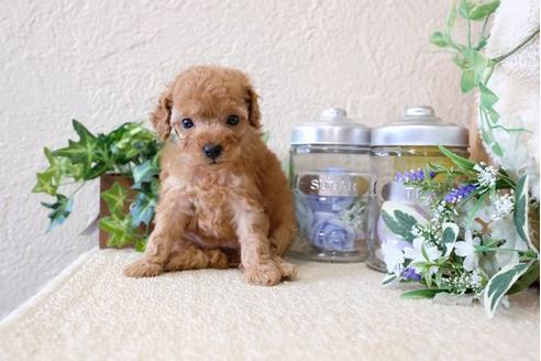 成約済の滋賀県のトイプードル-122217の2枚目