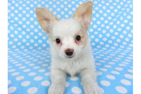 成約済の千葉県のパピヨン-121277の1枚目