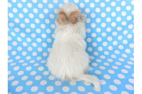 成約済の千葉県のパピヨン-121277の4枚目