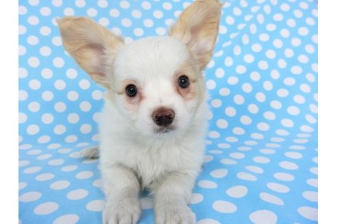 成約済の千葉県のパピヨン-121277の3枚目
