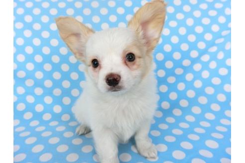 成約済の千葉県のパピヨン-121277の2枚目