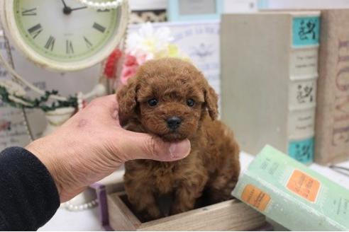 成約済の大阪府のトイプードル-123708の3枚目