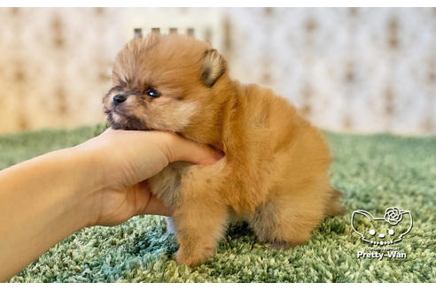 成約済の愛知県のポメラニアン-122904の2枚目