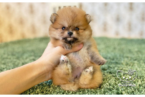 成約済の愛知県のポメラニアン-122904の3枚目