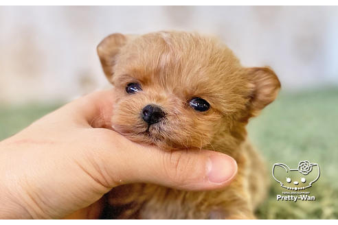 成約済の愛知県のチワプー:チワワ×トイプードル-122890の1枚目