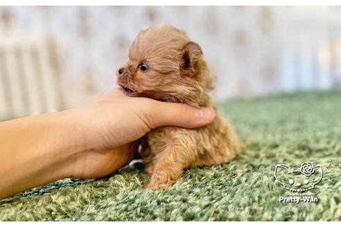 成約済の愛知県のチワプー:チワワ×トイプードル-122890の2枚目