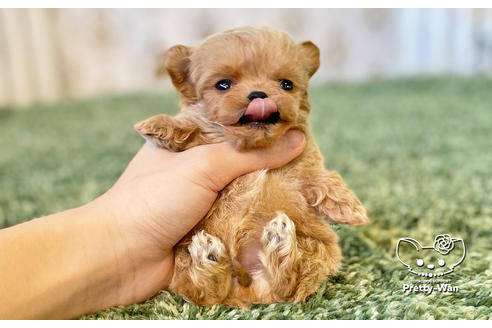 成約済の愛知県のチワプー:チワワ×トイプードル-122890の3枚目