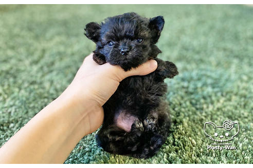 成約済の愛知県のチワプー:チワワ×トイプードル-122887の4枚目